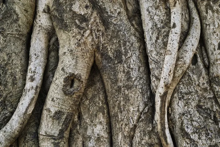Framed Print : Tree Trunk Bark Texture Print