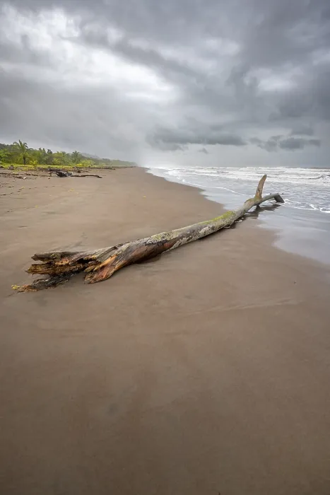 Framed Print : Tree Trunk on the Beach in Surf Print, Costa Rica Framed Print : Tree Trunk on the Beach in Surf Print, Costa Rica