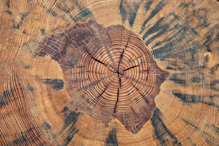 Framed Print : Tree Trunk Cross Section Print Framed Print : Tree Trunk Cross Section Print