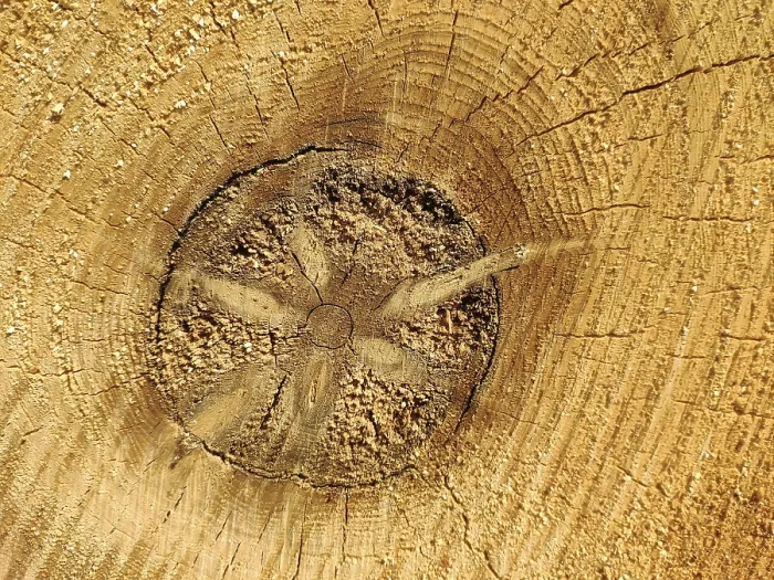 Framed Print : Spruce Tree Trunk Cross Section Print, Germany Framed Print : Spruce Tree Trunk Cross Section Print, Germany