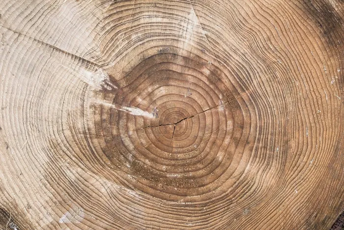 Framed Print : Chainsaw Cut Tree Trunk Print Framed Print : Chainsaw Cut Tree Trunk Print