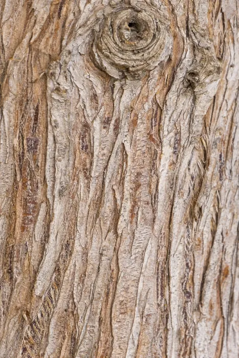 Framed Print : Tree Trunk Print with Wood Texture Background Framed Print : Tree Trunk Print with Wood Texture Background