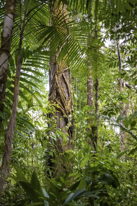 Framed Print : Tropical Rainforest Tree Trunks Print