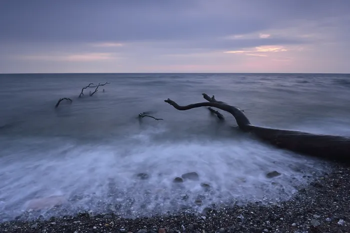 Framed Print : Tree Trunks on the Baltic Sea Shore Print Framed Print : Tree Trunks on the Baltic Sea Shore Print