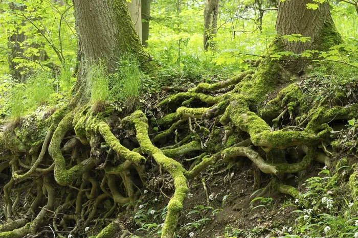 Framed Print : Moss-Covered Tree Trunks Print, Thuringia Germany Framed Print : Moss-Covered Tree Trunks Print, Thuringia Germany
