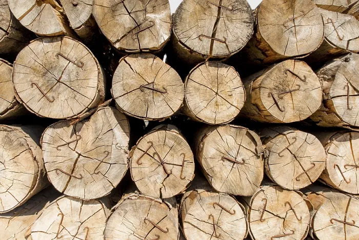 Framed Print : Tree Trunks Piled Up Print