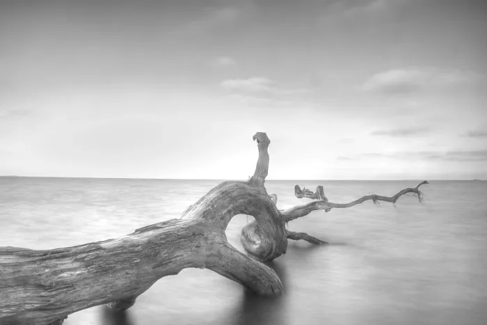 Framed Print : Tree in the Water Print Framed Print : Tree in the Water Print