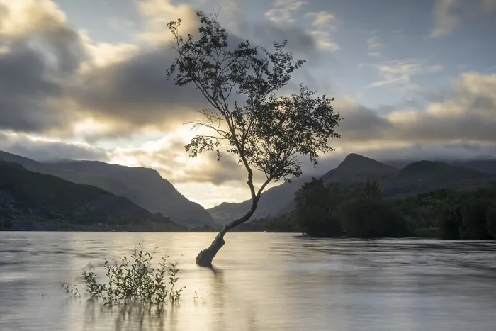 Framed Print : Tree in the Water, Llyn Padarn Print Framed Print : Tree in the Water, Llyn Padarn Print