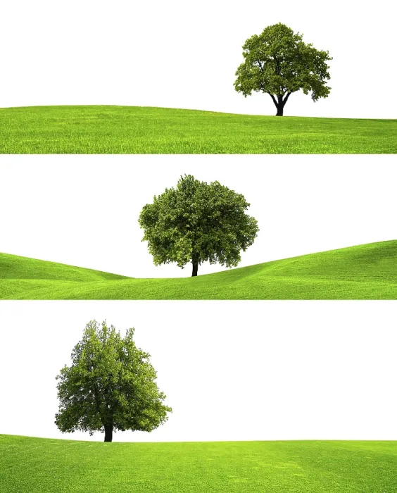 Framed Print : Three Trees Print by ImageBROKER Framed Print : Three Trees Print by ImageBROKER