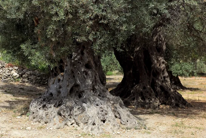 Framed Print : Ancient Olive Trees Print, Crete, Greece Framed Print : Ancient Olive Trees Print, Crete, Greece