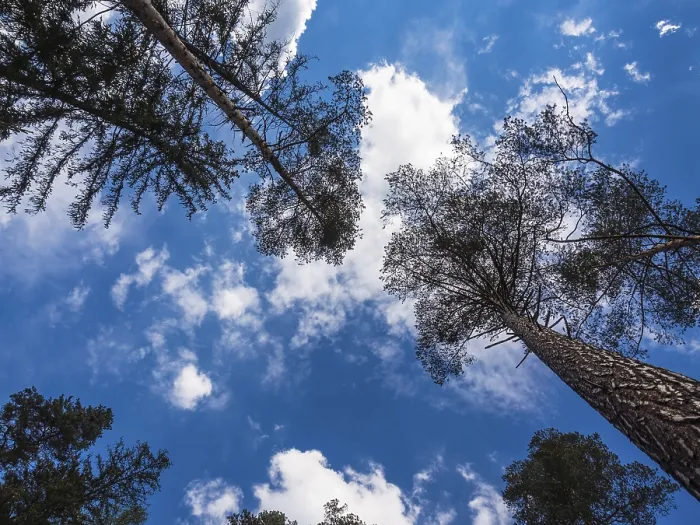 Framed Print : Trees with a Cloudy Sky Print Framed Print : Trees with a Cloudy Sky Print