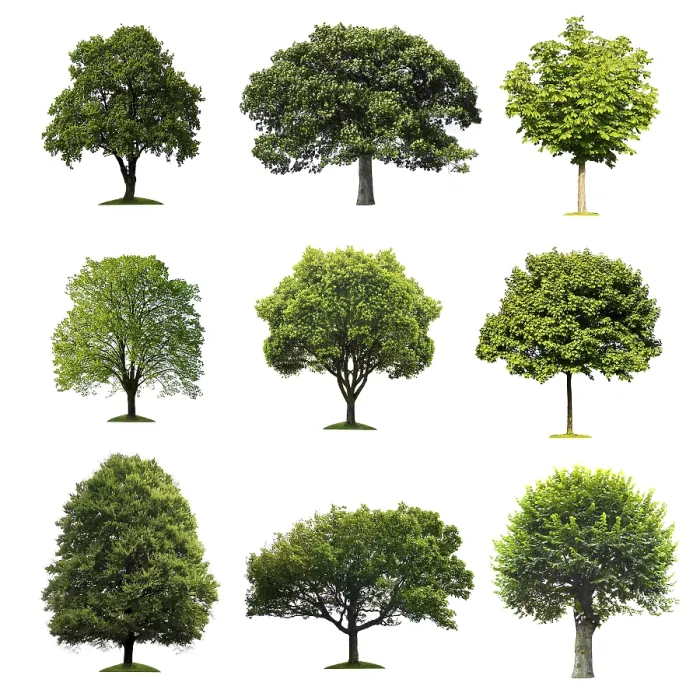 Framed Print : Trees Collection Print - Nature Photography Framed Print : Trees Collection Print - Nature Photography