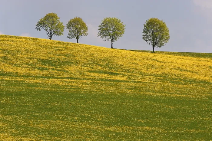 Framed Print : Four Trees in Dandelion Meadow Print, Rettenbach, Germany Framed Print : Four Trees in Dandelion Meadow Print, Rettenbach, Germany
