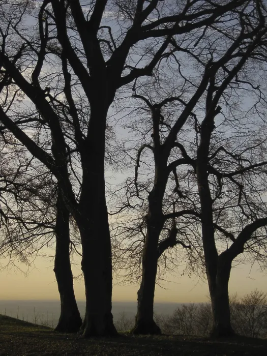 Framed Print : Evening Backlit Trees Print Framed Print : Evening Backlit Trees Print