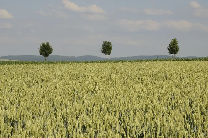 Framed Print : Trees in a Field Print Framed Print : Trees in a Field Print