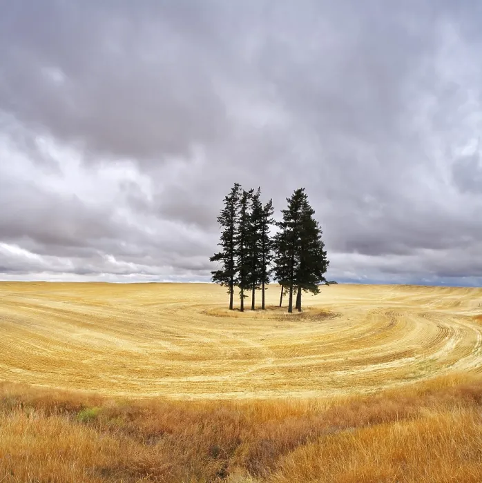 Framed Print : Some Trees in Fields After Harvest Print Framed Print : Some Trees in Fields After Harvest Print