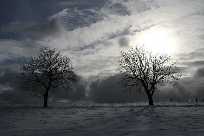 Framed Print : Trees in a pasture against the light Print