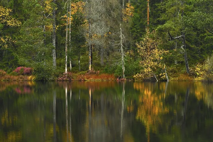 Framed Print : Autumn Trees Reflected in Lake Print, Switzerland Framed Print : Autumn Trees Reflected in Lake Print, Switzerland