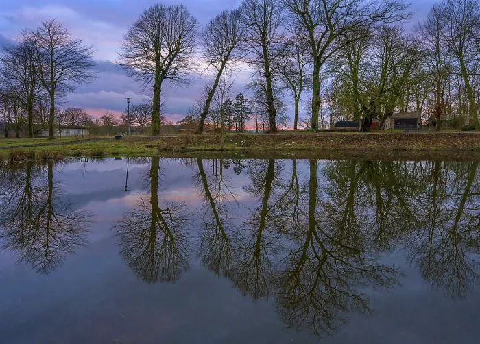 Framed Print : Trees reflected in a pond, evening mood Print Framed Print : Trees reflected in a pond, evening mood Print