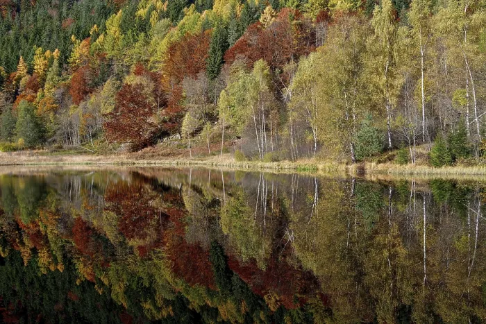 Framed Print : Black Forest Trees Reflected Print Framed Print : Black Forest Trees Reflected Print
