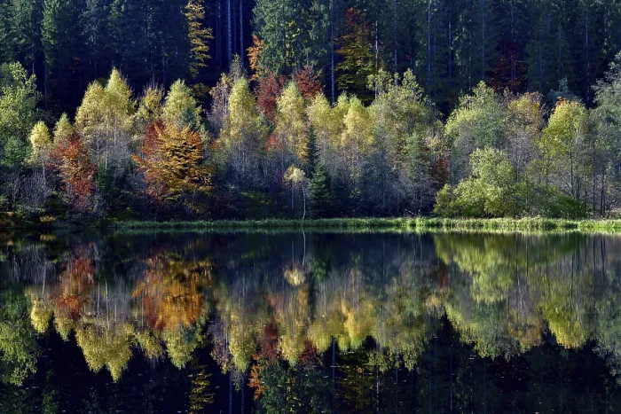 Framed Print : Black Forest Trees Reflected Print Framed Print : Black Forest Trees Reflected Print