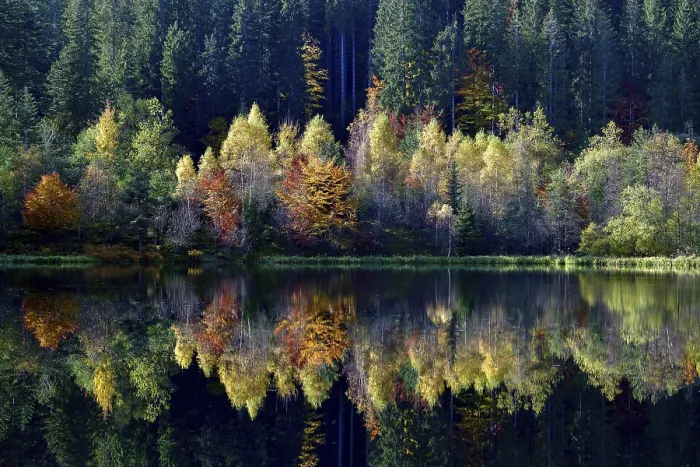 Framed Print : Autumn Trees Reflected in Sankenbachsee Print Framed Print : Autumn Trees Reflected in Sankenbachsee Print