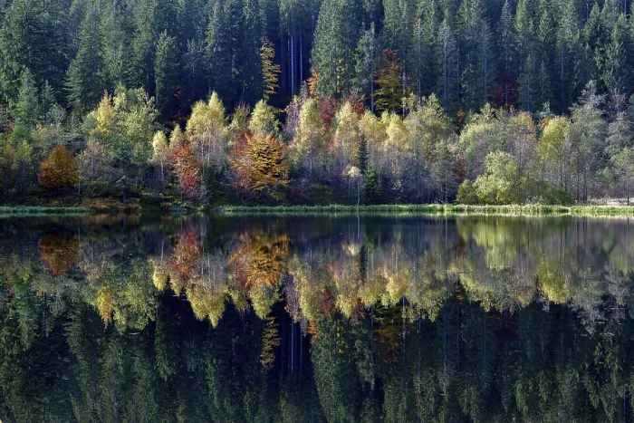 Framed Print : Trees reflected in the Sankenbachsee, Black Forest Print Framed Print : Trees reflected in the Sankenbachsee, Black Forest Print