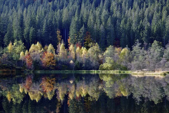 Framed Print : Trees reflected in the Sankenbachsee, Black Forest Print