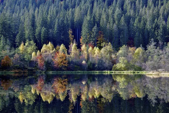 Framed Print : Trees reflected in the Sankenbachsee, Black Forest Print Framed Print : Trees reflected in the Sankenbachsee, Black Forest Print