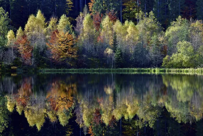 Framed Print : Trees reflected in the Sankenbachsee, Black Forest Print Framed Print : Trees reflected in the Sankenbachsee, Black Forest Print