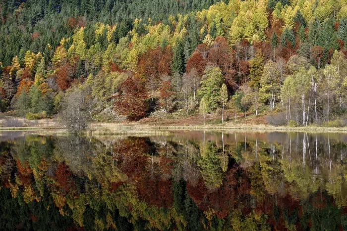 Framed Print : Trees Reflected in Sankenbachsee Print, Black Forest, Germany