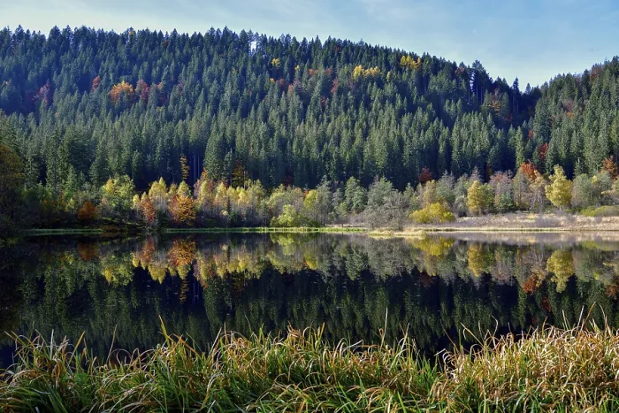 Framed Print : Trees reflected in the Sankenbachsee, Black Forest Print Framed Print : Trees reflected in the Sankenbachsee, Black Forest Print