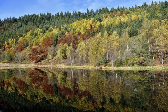 Framed Print : Trees reflected in the Sankenbachsee - Print Framed Print : Trees reflected in the Sankenbachsee - Print