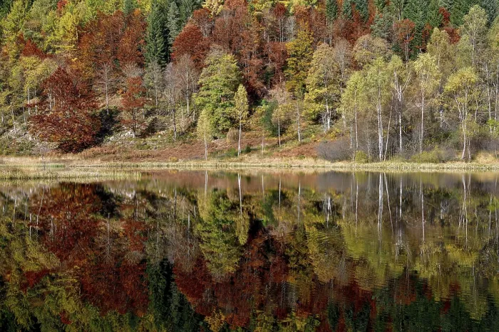 Framed Print : Trees Reflected in Sankenbachsee Print, Black Forest, Germany Framed Print : Trees Reflected in Sankenbachsee Print, Black Forest, Germany