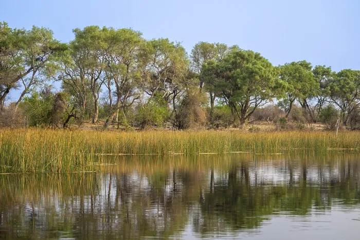Framed Print : Trees Reflected in Water, Okavango Delta Print Framed Print : Trees Reflected in Water, Okavango Delta Print