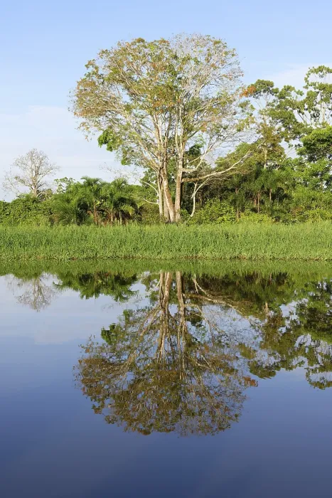Framed Print : Trees Reflecting in Amazon Tributary Print, Brazil Framed Print : Trees Reflecting in Amazon Tributary Print, Brazil