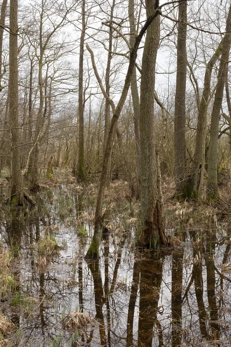 Framed Print : Trees with Reflection, Marshland Print, Muritz National Park, Germany Framed Print : Trees with Reflection, Marshland Print, Muritz National Park, Germany