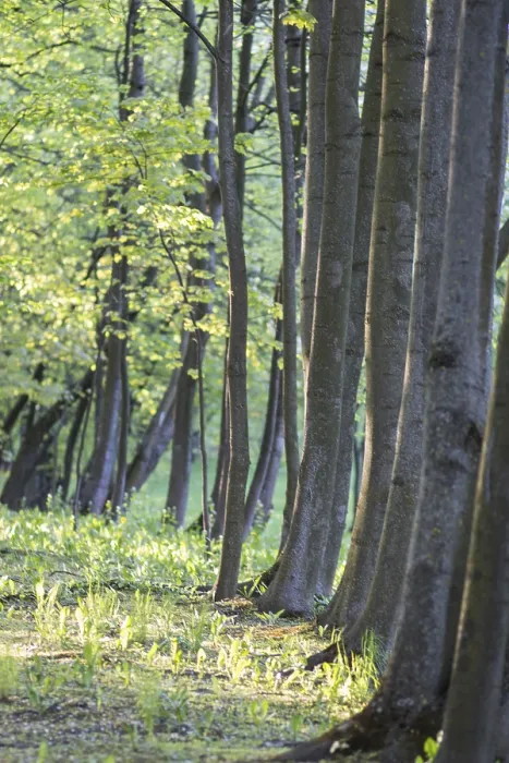 Framed Print : Trees in Spring Park Print Framed Print : Trees in Spring Park Print