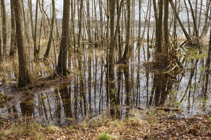 Framed Print : Trees in a Swamp with Reflection Print, Muritz National Park, Germany Framed Print : Trees in a Swamp with Reflection Print, Muritz National Park, Germany