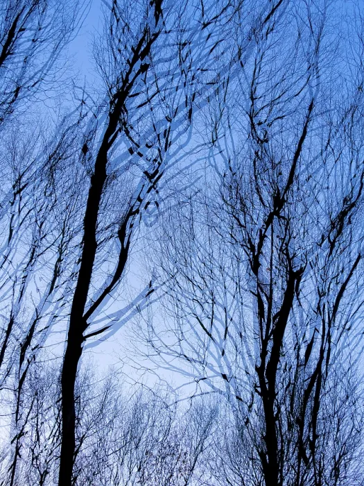 Framed Print : Trees in Winter, Double Exposure Print, Mecklenburg Lake District Framed Print : Trees in Winter, Double Exposure Print, Mecklenburg Lake District