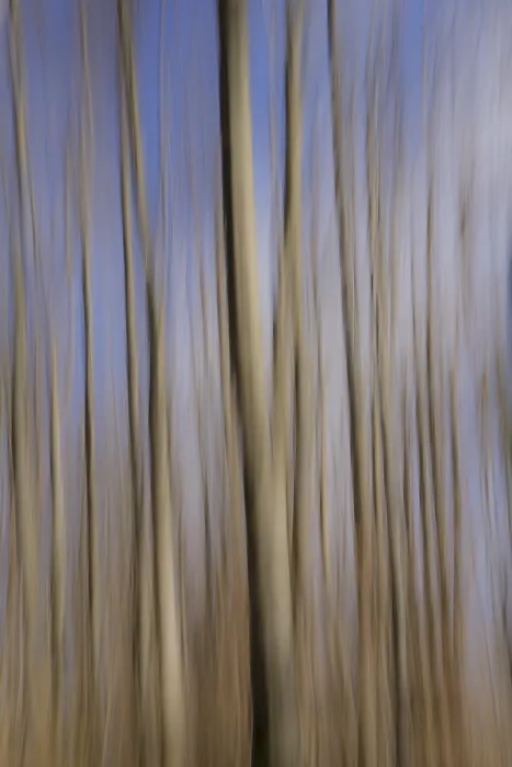 Framed Print : Trees: Wiping technique Print Framed Print : Trees: Wiping technique Print
