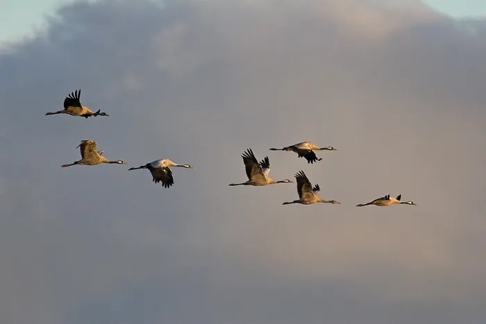 Framed Print : Troop of Cranes in Flight Print Framed Print : Troop of Cranes in Flight Print
