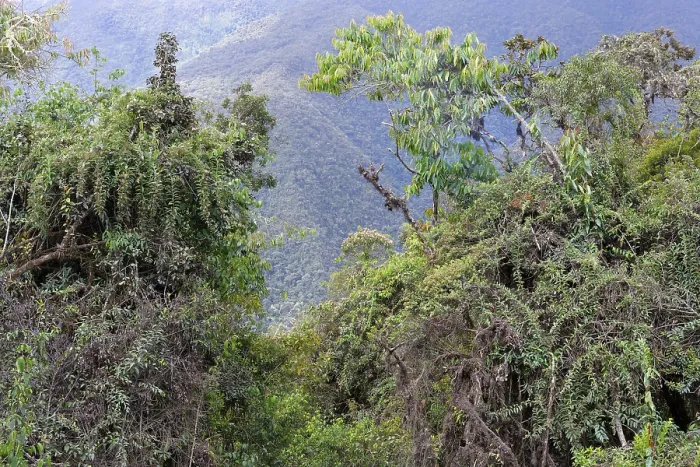 Framed Print : Tropical Cloud Forest Landscape Print, Manu National Park, Peru Framed Print : Tropical Cloud Forest Landscape Print, Manu National Park, Peru