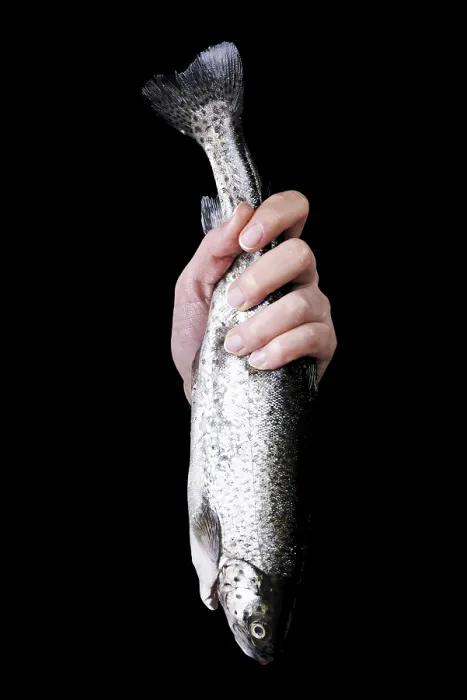 Framed Print : Trout Print by ImageBROKER Framed Print : Trout Print by ImageBROKER