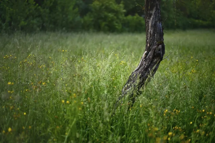 Framed Print : Print of Trunk, fruit tree in a summer meadow, Reutlingen Framed Print : Print of Trunk, fruit tree in a summer meadow, Reutlingen