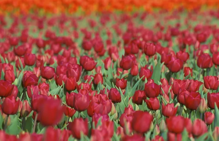 Framed Print : Tulip Print by ImageBROKER Framed Print : Tulip Print by ImageBROKER
