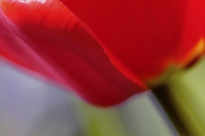 Framed Print : Tulip Detail Print Framed Print : Tulip Detail Print