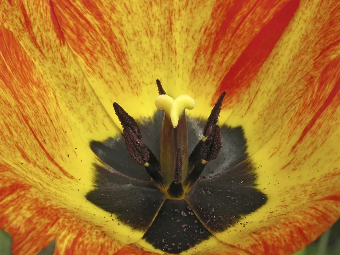Framed Print : Tulip Detail Print Framed Print : Tulip Detail Print
