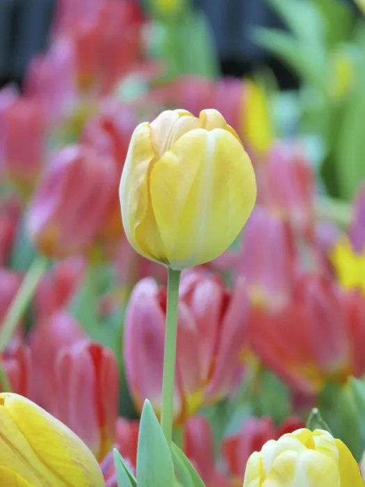 Framed Print : Tulip Print by ImageBROKER Framed Print : Tulip Print by ImageBROKER