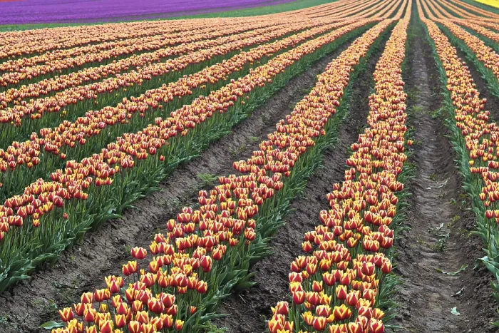 Framed Print : Tulip Field Print in Spring